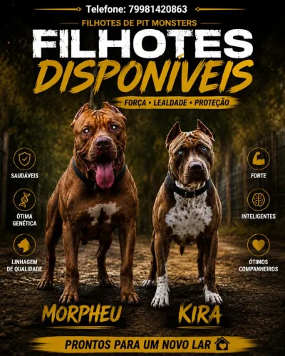 Filhotes de Pit Monster Lindos e Fortes - Apenas R$ 500 ?