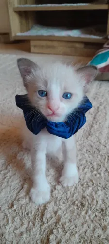 Doação responsável de gatinhos