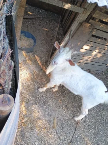 VENDO 1 Bode da raça Sani