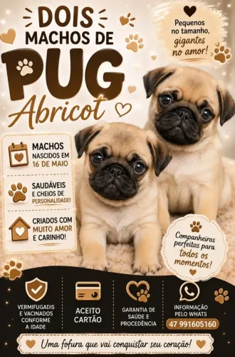 Filhote macho de pug abricot 