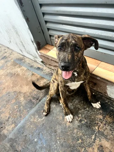 CACHORRO DOAÇÃO