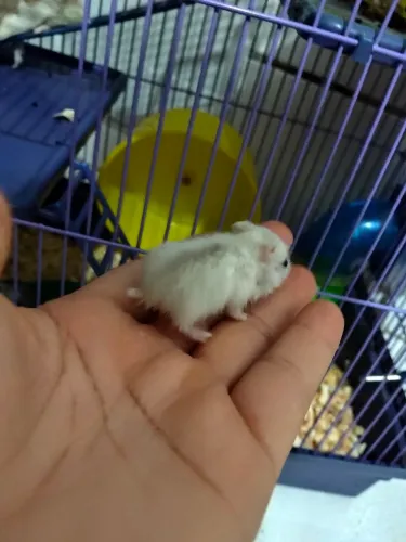 Hamster anão russo