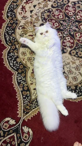 Gato macho persa castrado com todas as vacinas fiv felv negativo