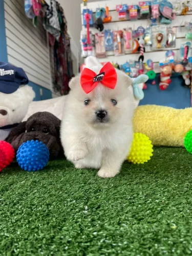 Spitz alemão machinho na promoção