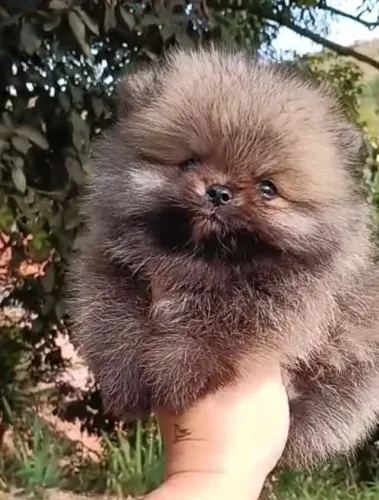 Spitz alemão anão macho