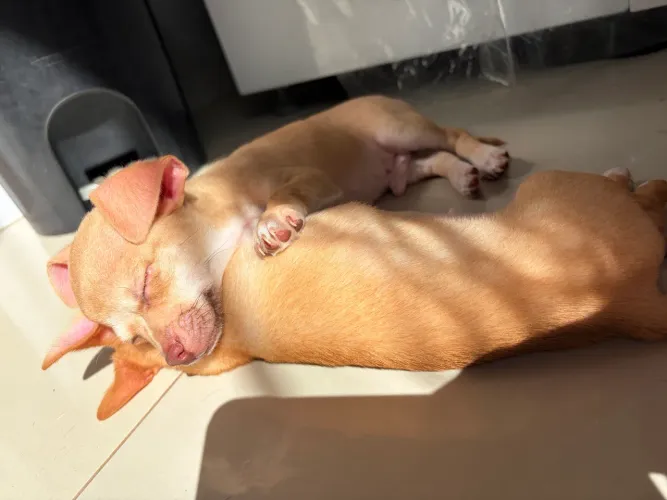 Filhote de chihuahua