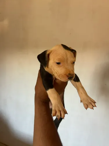 Pit Bull 