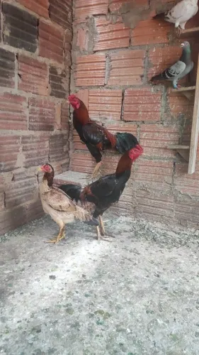 Galo novo