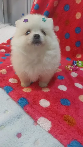 Spitz Alemão fêmea