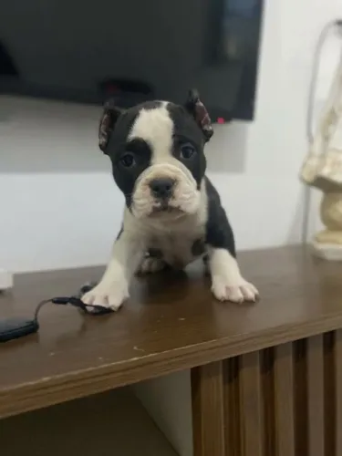 American bully