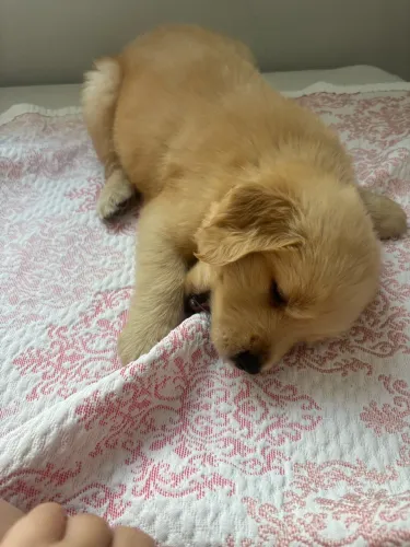 Golden Retriever Filhote Macho