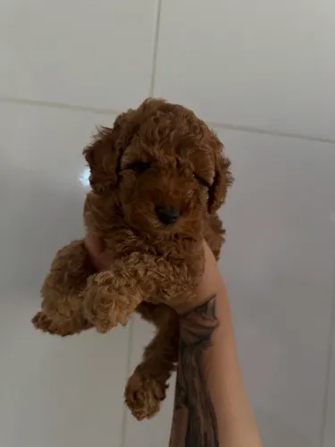 Poodle Toy filhote encantador
