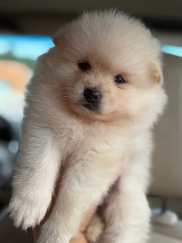 Spitz alemão fêmea