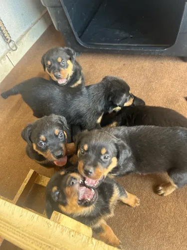 ? FILHOTES DE ROTTWEILER À VENDA! ?