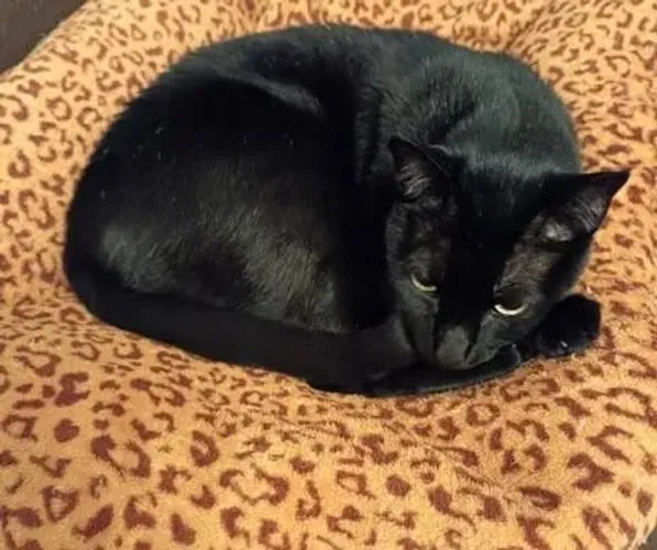 doação de gato preto , docil carinhoso