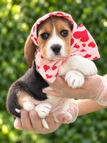 BEAGLE APAIXONANTE