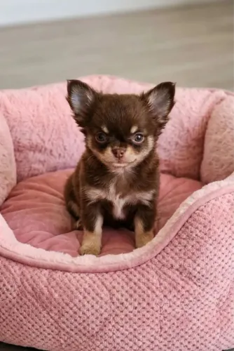 Chihuahua Chocolate Mini - Filhote Encantador e Super Carinhoso