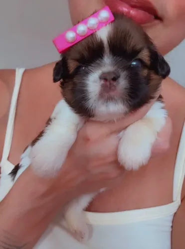 Bebe Shih Tzu fêmea ( venda ) @mrs_kennel_