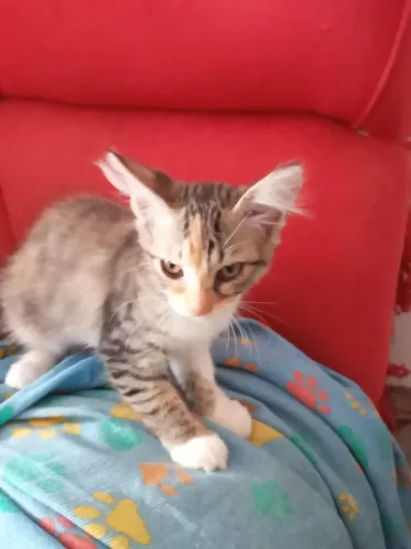 Gatos fofinhos para adoção