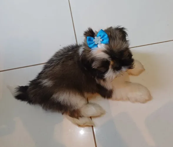 Shih tzu linda fêmea