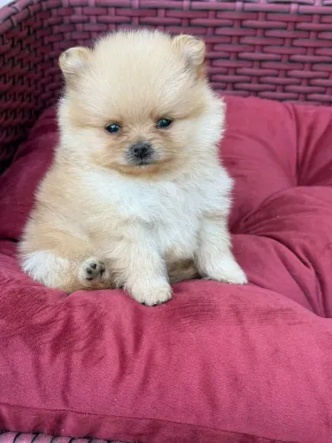 Machinho de Spitz Alemão Anão