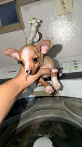Pinscher macho