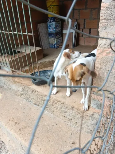 Cachorra americana 3