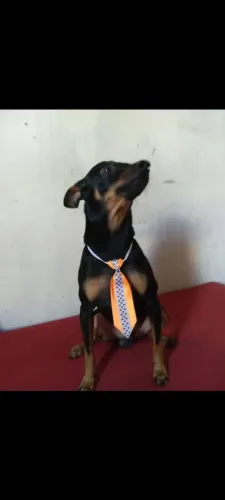 Doação responsável de cachorro pinscher
