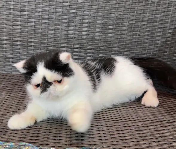 Gata persa exótica castrada disponível