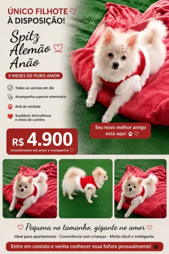 Linda lulu da pomerânia super pequena