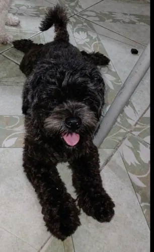 Estou doando um poodle adulto, para uma família responsável e que ame e cuide bem de anima