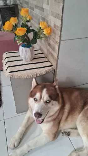 Meu nome é Fred. Tô aprocura de uma namorada?