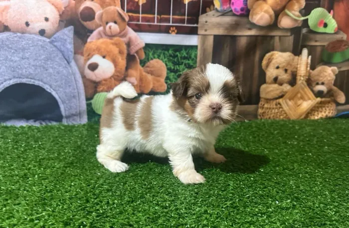 Lindo filhote macho de shitzu disponível