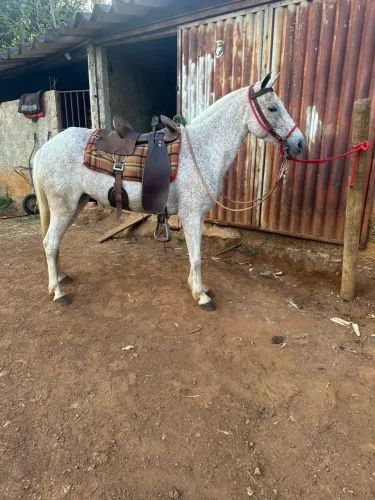 Piquirinha /paraguaia fêmea mansa de criança andar