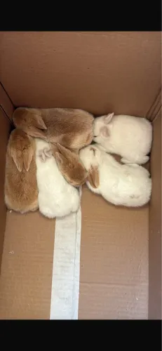 Vendo filhotes de coelhos ( 2  meses )