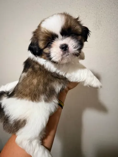 Shih tzu fêmea