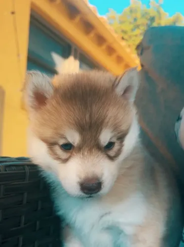 Filhotes de Husky siberiano | Filhotes que brilham!