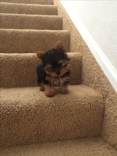 Yorkshire reforço escalado pra encher sua casa.de alegria
