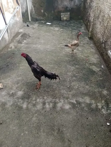 Vendo um casal de galinha raça