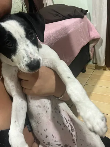 Doa se cachorra