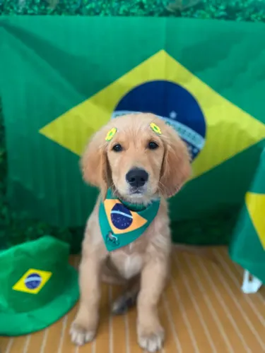 Golden retriever
