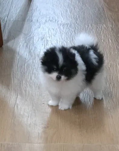 Cachorro splitz alemão 