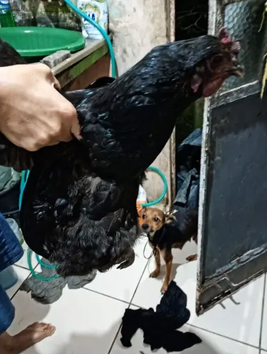Gigante negro galinha
