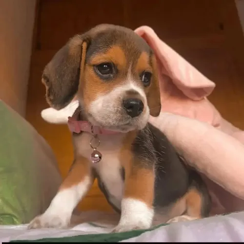 Beagle