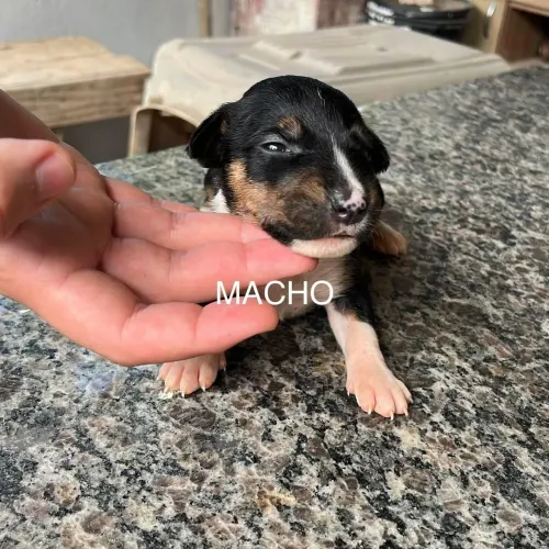 Bull terrie macho
