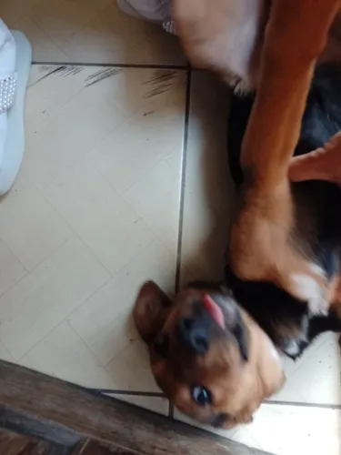 Doa-se se cachorro de 5 meses
