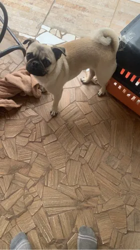 Pug macho disponível
