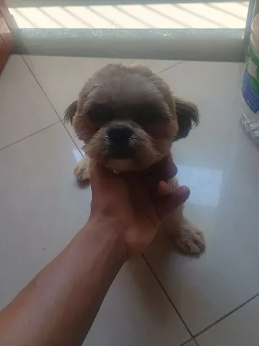 Cachorro