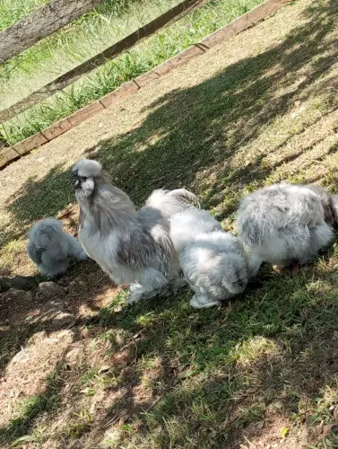 Sedosa do Japão Lavanda Silkie terno(R$ 1.000,00 o 3)