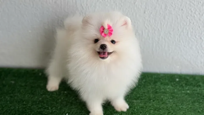 !!! Maravilhosos !!! Lulu da pomerania